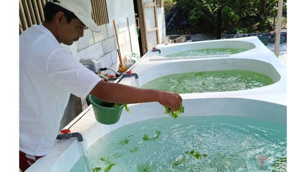 Advancing Seaweed Farming in Yogyakarta: A Pilot Project for Sustainable Ulva Cultivation <br><span style='color:#2e2e2e;font-size:16px;'>6-7 August 2024, Gunung Kidul, Special Region of Yogyakarta</span>