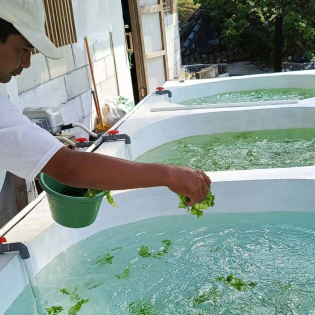 Advancing Seaweed Farming in Yogyakarta: A Pilot Project for Sustainable Ulva Cultivation <br><span style='color:#2e2e2e;font-size:16px;'>6-7 August 2024, Gunung Kidul, Special Region of Yogyakarta</span>